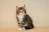 talitagirlsibn0924_small.jpg