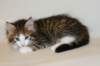 titusboysibny092410_small.jpg