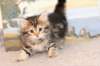thaddeusboyn2265weeks2122018_small.jpg