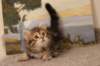 thatteusboysibn2265weeks2122_small.jpg