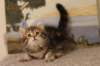 thatteusboysibn2265weeks2125_small.jpg