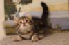 thatteusboysibn2265weeks2126_small.jpg