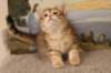 timonboysibny2465weeks12211_small.jpg