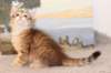 timonboysibny2465weeks12214_small.jpg
