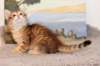 timonboysibny2465weeks12215_small.jpg