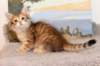 timonboysibny2465weeks12216_small.jpg