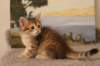timonboysibny2465weeks12218_small.jpg