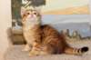 timonboysibny2465weeks12219_small.jpg