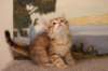timonboysibny2465weeks1227_small.jpg