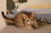 timonboysibny2465weeks1228_small.jpg