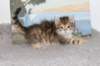 tobiasboysibny2465weeks2121_small.jpg