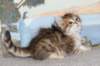 tobiasboysibny2465weeks2122_small.jpg