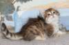 tobiasboysibny2465weeks2123_small.jpg