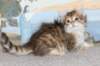 tobiasboysibny2465weeks2124_small.jpg