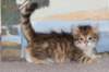 tobiasboysibny2465weeks2126_small.jpg