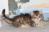 tobiasboysibny2465weeks2127_small.jpg