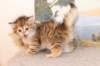 topazgirl65weeks2122018_small.jpg