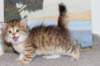 topazgirlsibny2465weeks2121_small.jpg