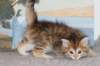 topazgirlsibny2465weeks21246_small.jpg