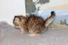 topazgirlsibny2465weeks21251_small.jpg