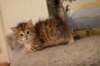 topazgirlsibny2465weeks21253_small.jpg