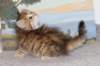 topazgirlsibny2465weeks2126_small.jpg