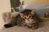 tryphenagirlsibn2465weeks2126_small.jpg