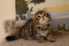 tryphenagirlsibn2465weeks2128_small.jpg