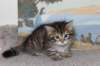 tryphenagirlsibn2465weeks2129_small.jpg