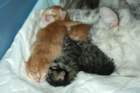 braunboyandhisredsisterorbrother3_small.jpg