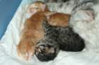 braunboyandhisredsisterorbrother4_small.jpg