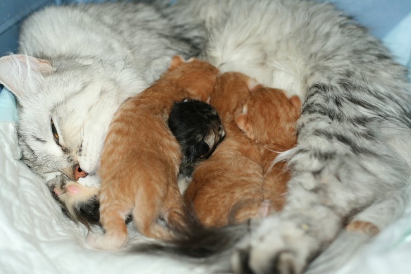fintaigahelmenbpentue1viikonvanhanafintaigahelmenblitteroneweekold5.jpg