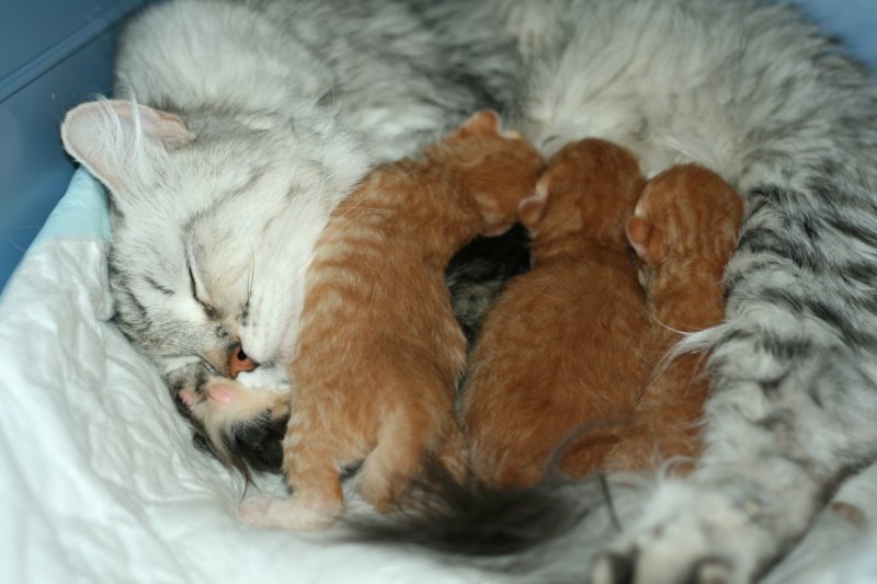 fintaigahelmenbpentue1viikonvanhanafintaigahelmenblitteroneweekold6.jpg