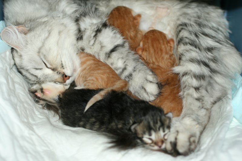 mammaamoriinaandbabies.jpg