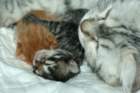 mammaandbabies3_small.jpg
