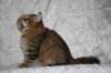 amurinobadjatptuomarinparaspentu36kk101010amurinobadjanomkitten36months8_small.jpg