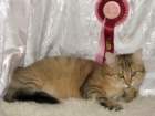amurinireneex112_small.jpg