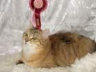 amurinireneex115_small.jpg