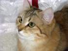 amurinireneex117_small.jpg
