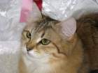 amurinireneex118_small.jpg