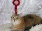 amurinireneex119_small.jpg
