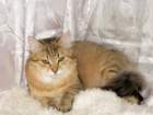 amurinireneex127_small.jpg