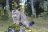 dreamcometrueamavipl15year23921_small.jpg