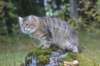 dreamcometrueamavipl15year23922_small.jpg