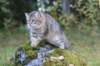 dreamcometrueamavipl15year23923_small.jpg
