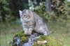 dreamcometrueamavipl15year23924_small.jpg