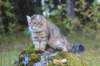 dreamcometrueamavipl15year23925_small.jpg