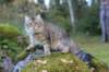 dreamcometrueamavipl15year23926_small.jpg
