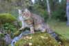 dreamcometrueamavipl15year23927_small.jpg
