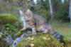 dreamcometrueamavipl15year23928_small.jpg